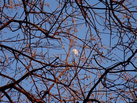 Free Images Tree Branch Sky Sunlight Leaf Flower Line Twig Branches Luna Day Gems