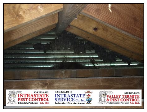 Keep Bats And Other Pests Out Of Your Attic Intrastate Services