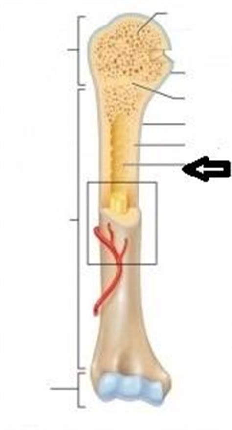 The structure of a long bone allows for the best visualization of all of the parts of a bone (figure 6.7). Biology 430 > Smith > Flashcards > BIO 430 Study Guide ...