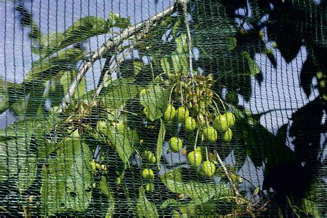 Plant a vegetable garden and you can bring fresh, nutritious veggies to your table. Hail protection net 2 x 10 m - Stocker Garden