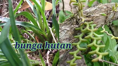 Pertama kali saya mengenalinya ialah pada 7 tahun yang lalu di frim, kepong. Bunga hutan || orkid hutan - YouTube