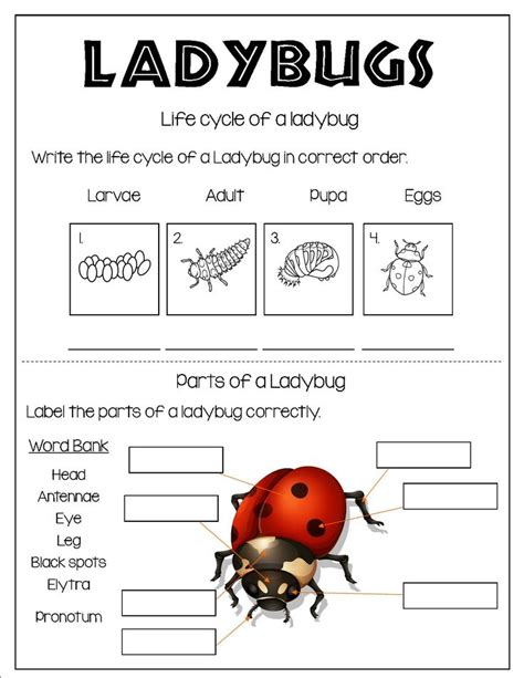 All About Ladybug Elementary Learning Primary School Activities