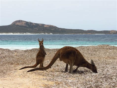Mother And Baby Kangaroo At The Beach Stock Photo Image Of Animal