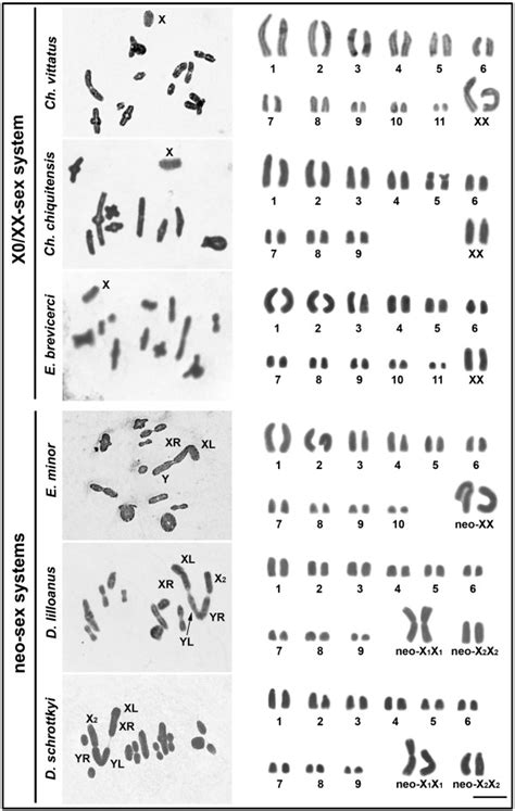 Conventional Staining Of Male Metaphase I Left Panel And Female Download Scientific Diagram