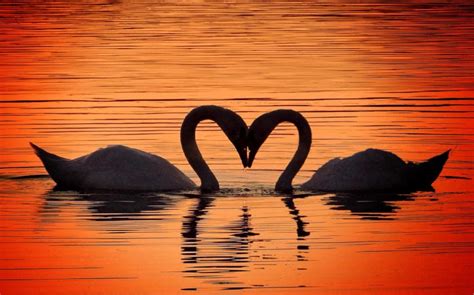 Romantic Swans get ready for valentine's day with heart-shaped pose! - Caters News Agency