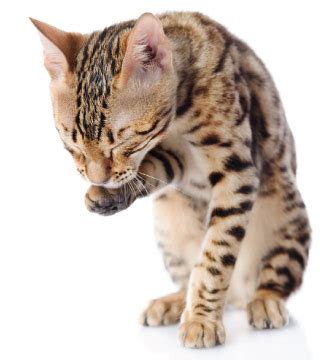 Now accepting some new customers for this winter 2021! Cat Grooming, Bathing, Clipping, Brushing Services and ...