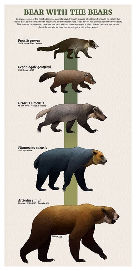Bear Evolution Prehistoric Animals Ancient Animals Extinct Animals