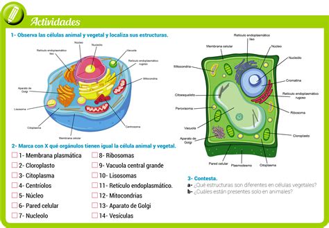 Celula Animal Y Vegetal Diferencias Y Semejanzas La Membrana