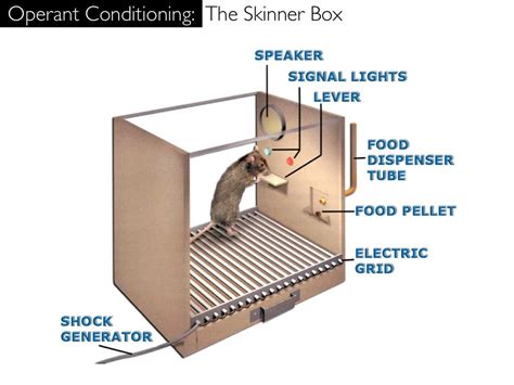 Operant Conditioning The Skinner Box