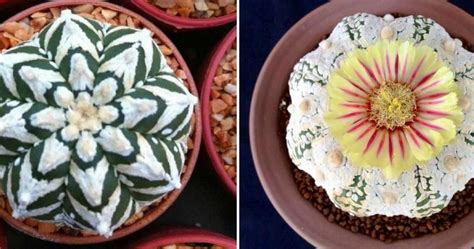 Este género, astrophytum, de cactus presenta muchos híbridos e incluso ciertos cultivadores expertos, han conseguido colores y formas muy bellos. ¿Conoces al cactus estrella? ¡Precioso! | Arreglos con ...