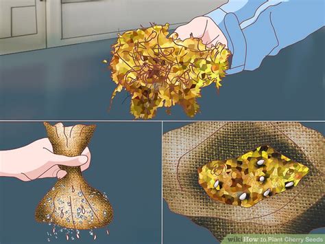 A black cherry tree provides a good amount of fruit that can be enjoyed by your whole family. How to Plant Cherry Seeds (with Pictures) - wikiHow