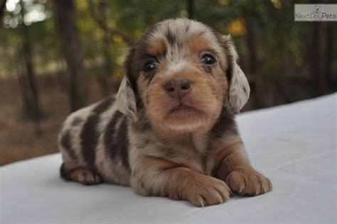 They are loved on by grandchildren of all ages and experience various forms of sensory stimulation such as smells and sounds that are familiar on a farm. Dachshund, Mini puppy for sale near Tyler / East TX, Texas ...