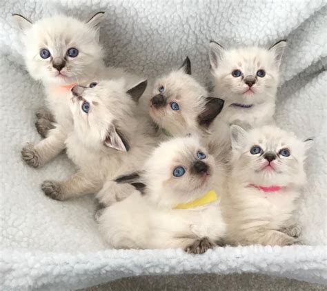 All Now Soldbeautiful Ragdoll Kittens For Sale Stoke