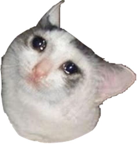 1 Result Images Of Crying Cat Meme Png PNG Image Collection