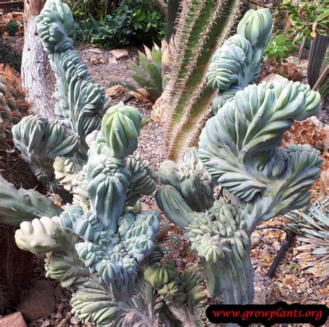 How big does a cactus grow? Cereus peruvianus - How to grow & care