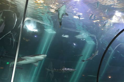 The Blakeys Oregon Coast Aquarium
