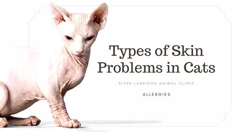 Types Of Skin Problems Found In Cats — River Landings Animal Clinic In