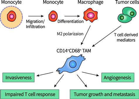 Role Of Tumor Associated Macrophages Polarization And Role Of Tams In