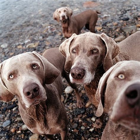 Learning Curve On The Ecliptic Arty Farty Friday ~ William Wegman