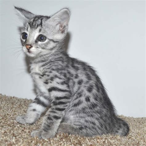 We provide resources, advice and recommendations for savannah f3 savannah cat is the home for those who own or are looking to own savannah cats! F2 Savannah Kittens Available in Ohio Savannah Cats Call ...