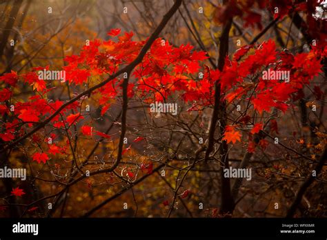 Maples Leaves On Tree Branches During Autumn Stock Photo Alamy