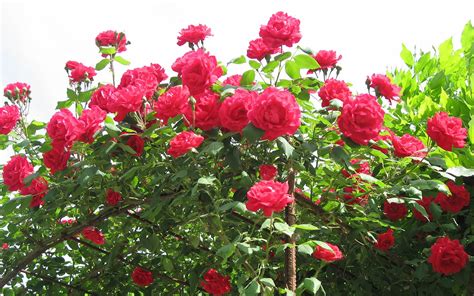 Red Rose Flower Garden Wallpaperrefreshrose