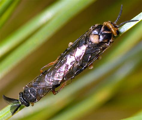 Sawflies Neodiprion Bugguidenet