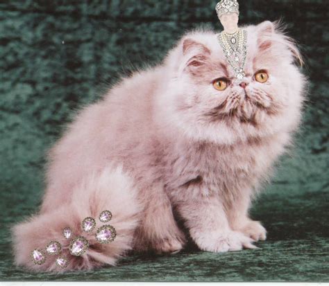 Cat fanciers have sought to equalize competition among breeds by dividing the huge persian class into smaller groups. Crazy Cat Ladies | The family album | Page 2