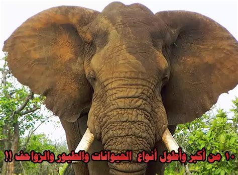 يُصنّف الحوت الأزرق على أنّه حيوانٌ ثديّ، على عكس ما يعتقد البعض أنّه من الأسماك، وهو أضخم الحيوانات الموجودة على كوكب الأرض على الإطلاق؛ حيث يصّل وزنه. 10 من أكبر وأطول أنواع الحيوانات والطيور والزواحف