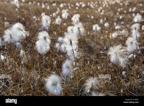 Arctic Cotton Grass Bredefjord North East Greenland National Park