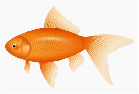 Orange Fish Png Clipart Transparent Background Fish Clipart Png