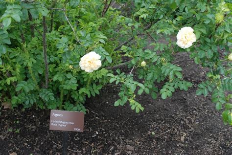 Historical And Species Roses Western Reserve Herb Society