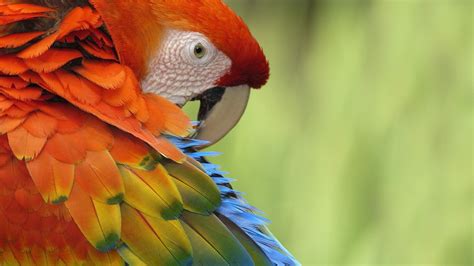 2560x1920 Parrot Colorful Feathers Bird Wallpaper Coolwallpapersme