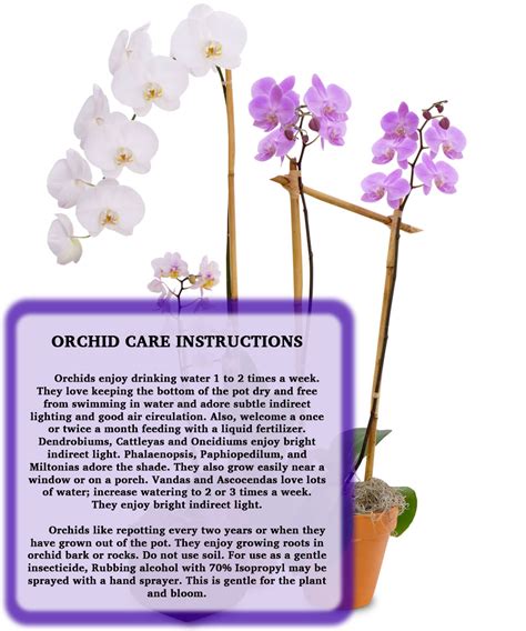 Orchid Care Instructions Flower Expertise From Billy Heromans Florist