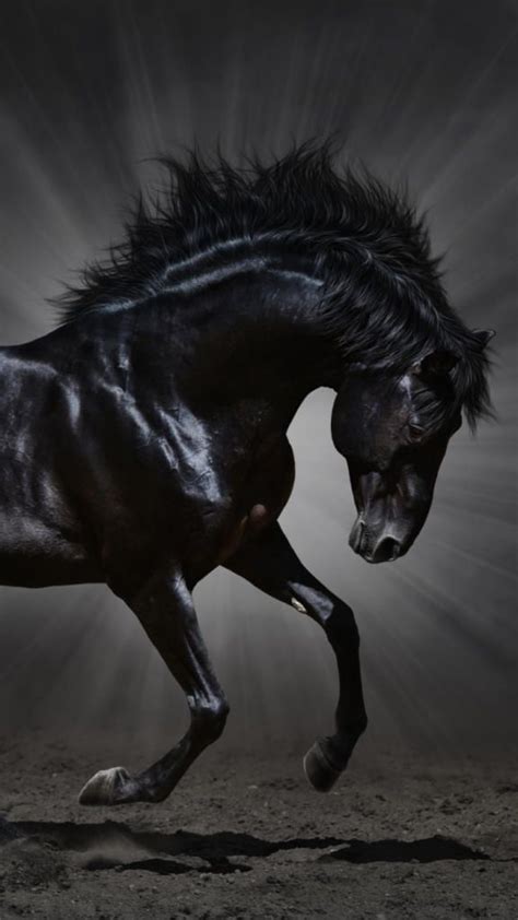 Hd Black Horse Wallpapers Pixelstalknet