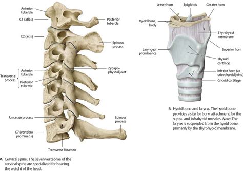 Back Of Neck Anatomy Bones : Surface Anatomy of the Back and Vertebral