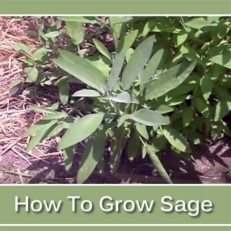 It is not suitable to use regular garden soil for potted sage, or any herb for that matter. How To Grow Sage