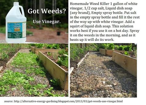 Kill Weeds In Flower Beds With Vinegar Nolyutesa