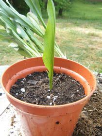 In spring, when all danger of frost has passed, these stored canna lilies can be replanted outdoors in the garden or containers. Red Dirt Memories: How to Divide & Pot Calla Lilies ...