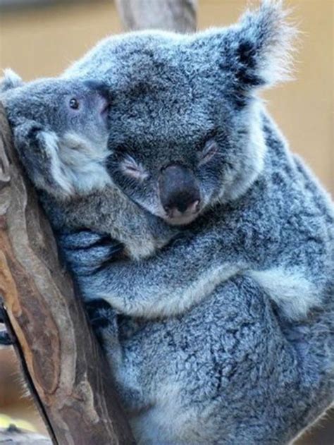 Mamá Koala E Hijo Super Cute Animals Cute Baby Animals Cute Animals