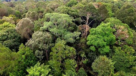 A rainforest canopy is the 2nd layer of the rainforest from top to bottom. Canopy of Primary Tropical Rainforest l Borneo l DJI ...