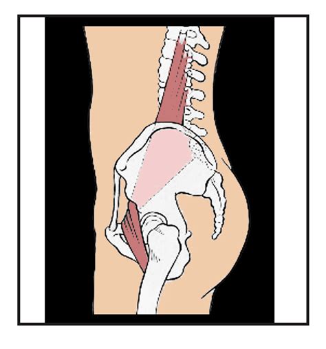 The Psoas Major Muscle And Lower Back Pain