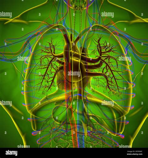 Anatomia Del Cuore Umano Per Lillustrazione 3d Del Concetto Medico