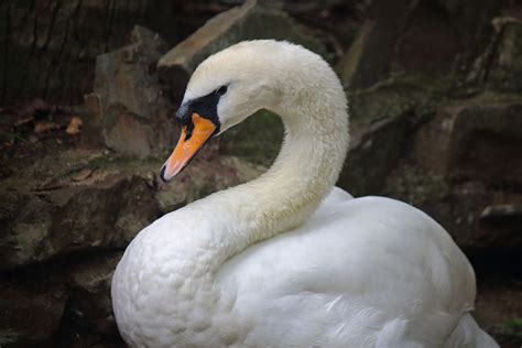 White Swan With Curved Neck Free Stock Photo Public Domain Pictures