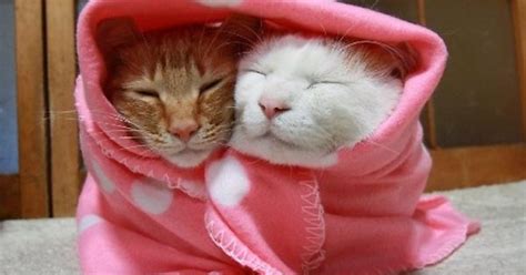 Goofy Sleepy Cats Imgur
