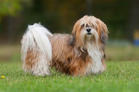 6 Adorable Dogs That Look Like A Mop Readers Digest