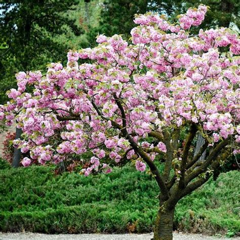 How To Grow A Cherry Blossom Tree Sc Garden Guru