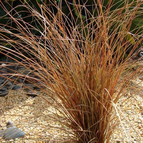 Contact form info@jelitto.com +49 (0) 5071 9829 0. Carex comans Bronze Form - Laîche de Nouvelle-Zélande ...