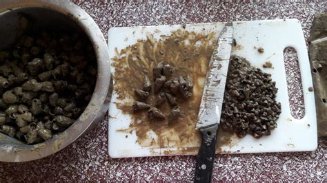 Seterusnya, panaskan minyak dan tumis bahan yang kita blend tadi bersama serai hingga harum dan pecah minyak. Resepi Siput Sedut Masak Lemak Cili Api - Lidya Izzati