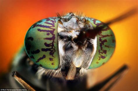 macroscopic photos reveal insects in dazzling detail daily mail online my xxx hot girl